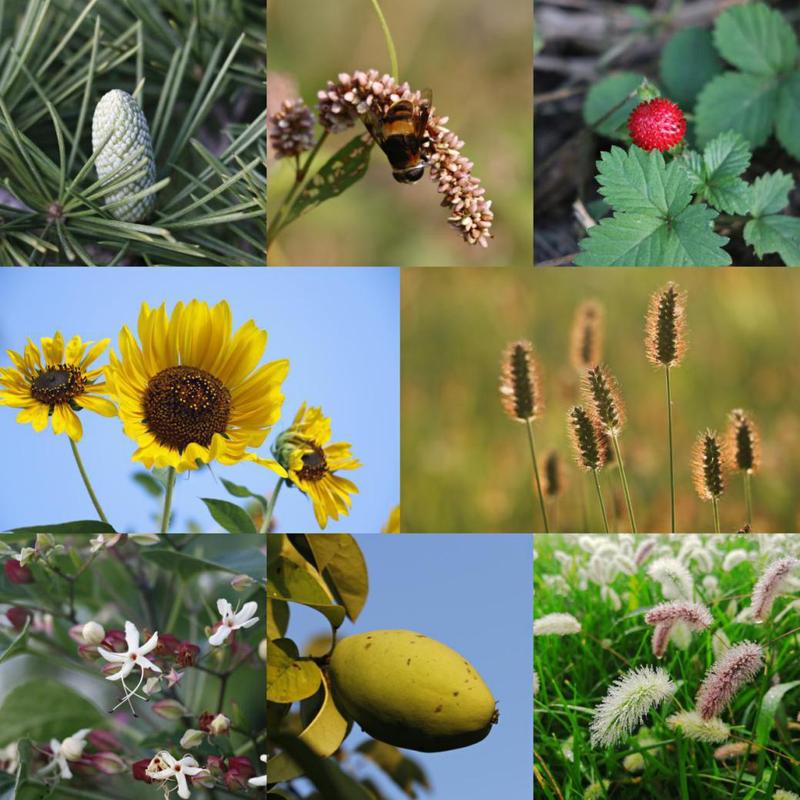 绝版大自然图鉴