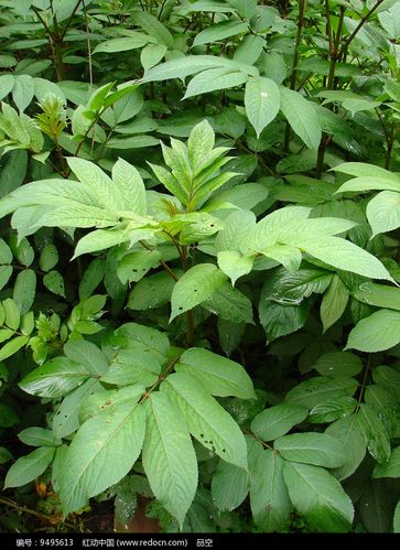 药用植物的花技艺：全球700多种药用植物的100个问题解答