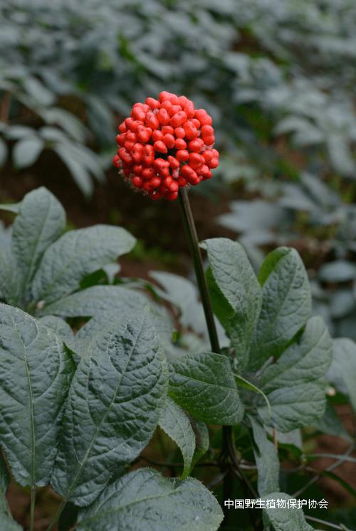 药用植物的花技艺：全球700多种药用植物的100个问题解答