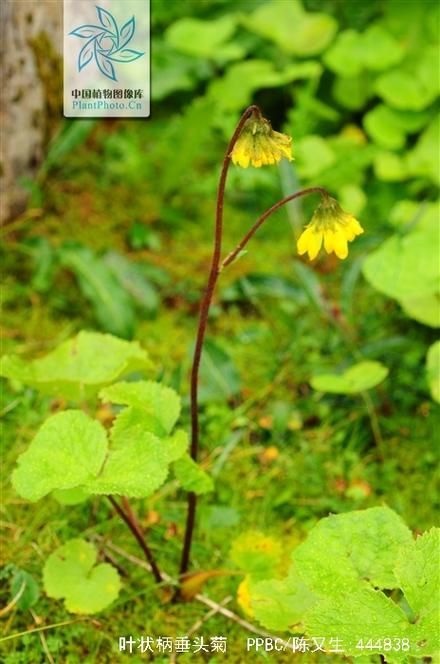 药用植物的花技艺：全球700多种药用植物的100个问题解答