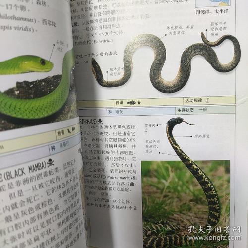 两栖与爬行动物的全世界60种动物，5本PDF