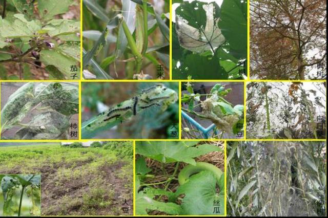 有害植物-近200种有害植物的答案-5本PDF