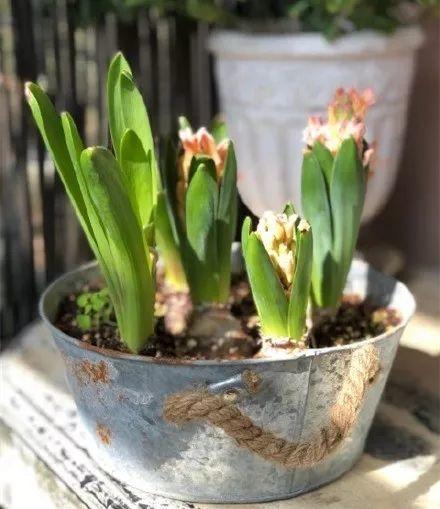 家庭养花：300问，5本PDF