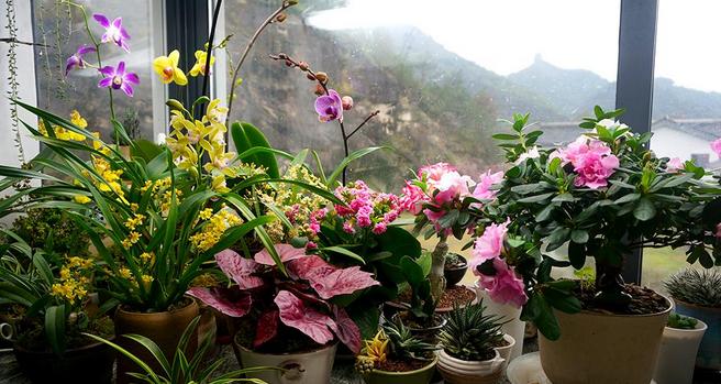 家庭养花：300问，5本PDF