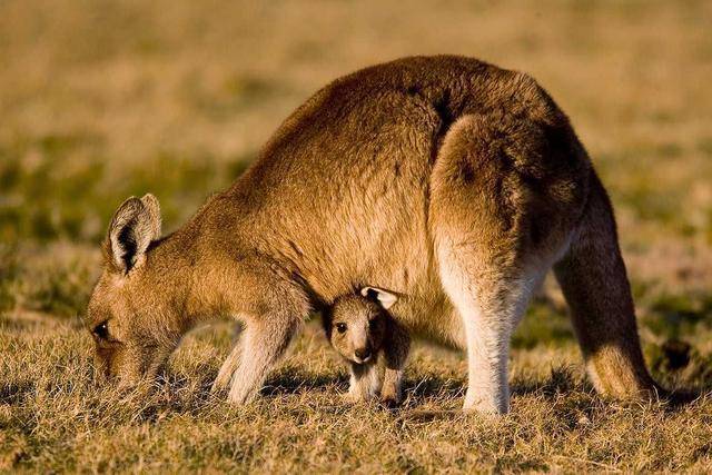 全世界450多种哺乳动物百科5本PDF格式