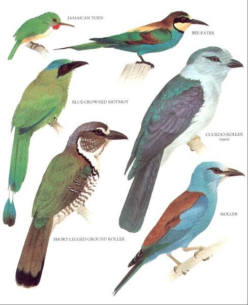 365天动物趣事:每天都有新奇有趣的动物故事等你发现！世界鸟类图鉴:探索世界各地的鸟类多样性，了解它们的特征和习性！PDF:方便快捷的电子书格式，随时随地阅读你喜欢的内容！