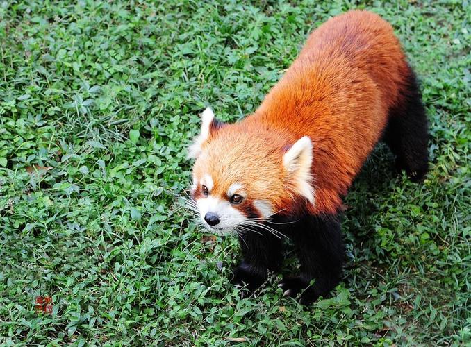 世界名花鉴赏图谱