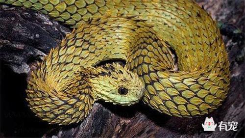 世界名花鉴赏图谱