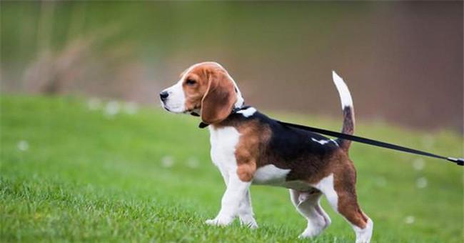 宠物狗训练秘籍