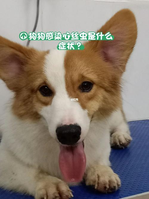 狗心