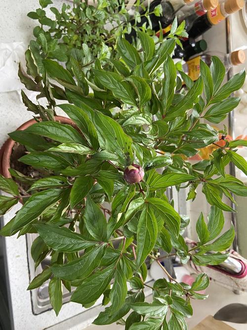 有害植物彩se+tu鉴：揭示植物生命的答案