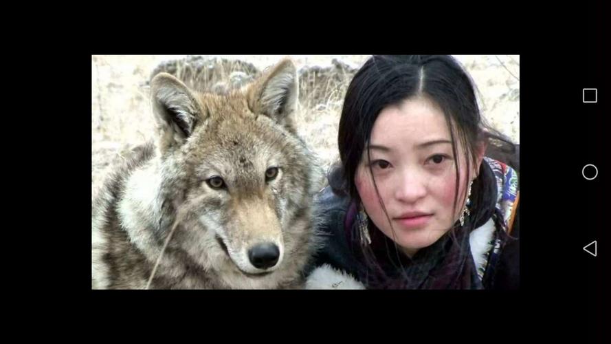 重返狼群两部全