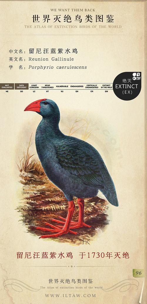 彩色鸟类图鉴，收录800多种鸟类