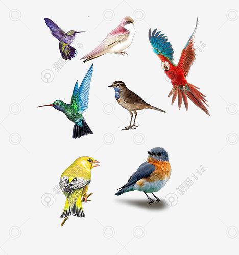 彩色鸟类图鉴，收录800多种鸟类