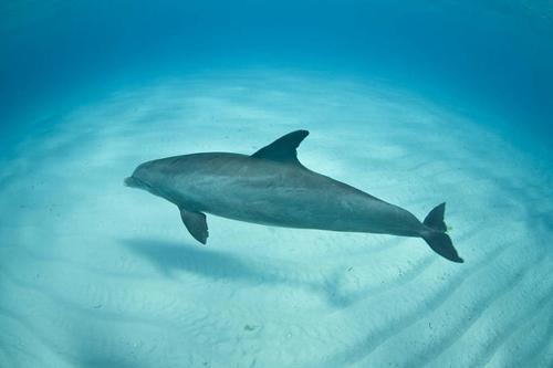 彩se+tu鉴：全球79种鲸和海豚的精美擦图