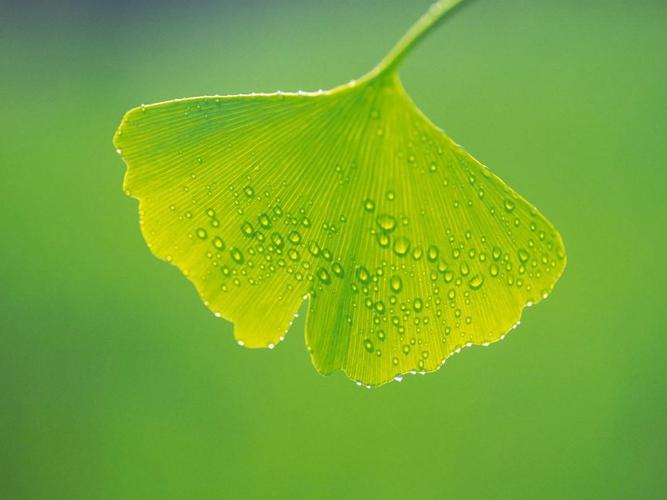 清代官员的履历档案（30册）