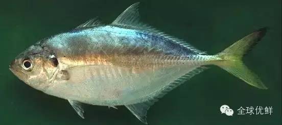 全世界300种鱼的彩se+tu鉴