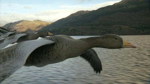 BBC自然探索套装7册