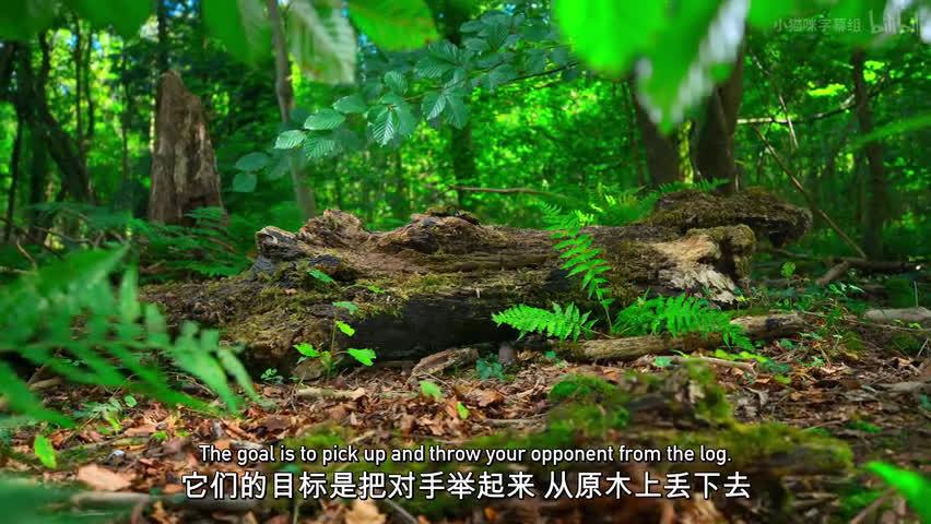 BBC自然探索系列：深度了解神秘大自然