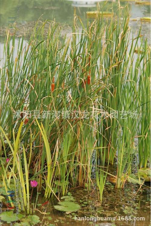 湿地植物彩se+tu鉴：365种水生、湿生、沼生植物的电子书（PDF格式）