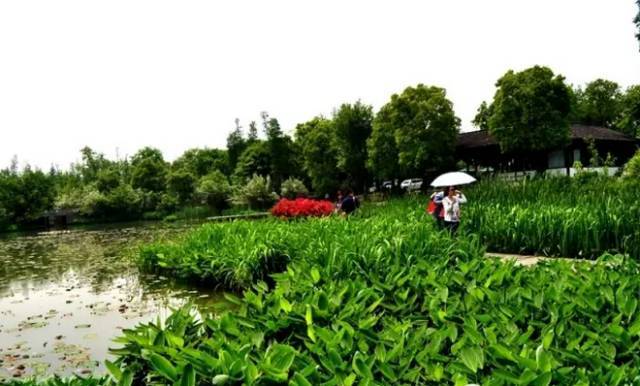 湿地植物彩se+tu鉴：365种水生、湿生、沼生植物的电子书（PDF格式）