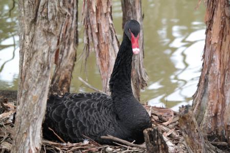 男人与野生动物的对抗：探索男性与野生动物之间的关系女人与筑巢动物的共生之道：探索女性与筑巢动物的互动关系