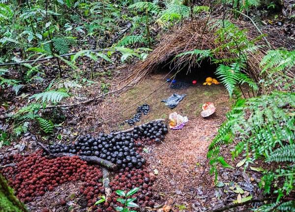 男人与野生动物的对抗：探索男性与野生动物之间的关系女人与筑巢动物的共生之道：探索女性与筑巢动物的互动关系