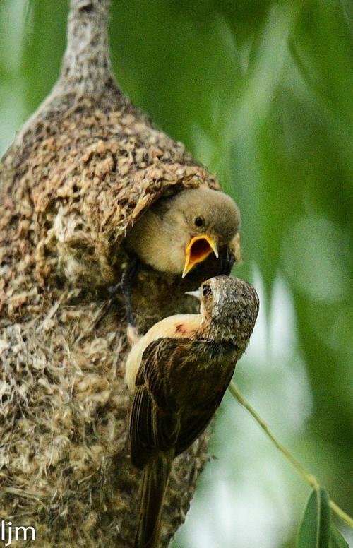 男人与野生动物的对抗：探索男性与野生动物之间的关系女人与筑巢动物的共生之道：探索女性与筑巢动物的互动关系