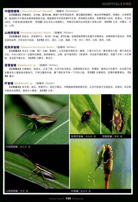 中国昆虫生态大图鉴