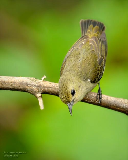 365天动物趣事世界鸟类图鉴