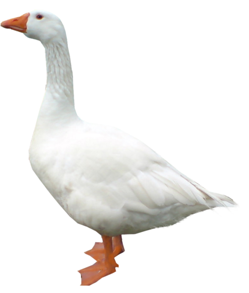 最大书库，3T存储容量，3小时转存