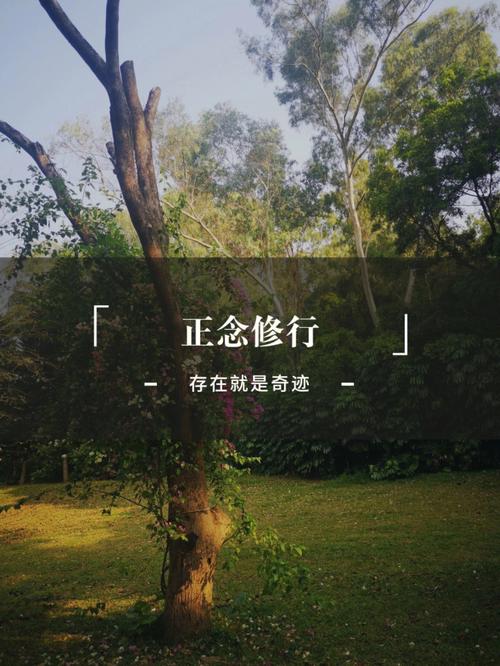 一行禅师文集：禅师的智慧言辞正念的奇迹：探索正念的神奇力量故道白云：白云禅师的故事与教诲佛陀之心：感悟佛陀的智慧与慈悲之心